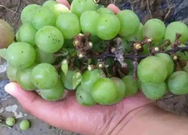 Facility grape canker Facility grape canker