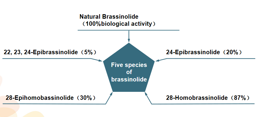 Brassinolide