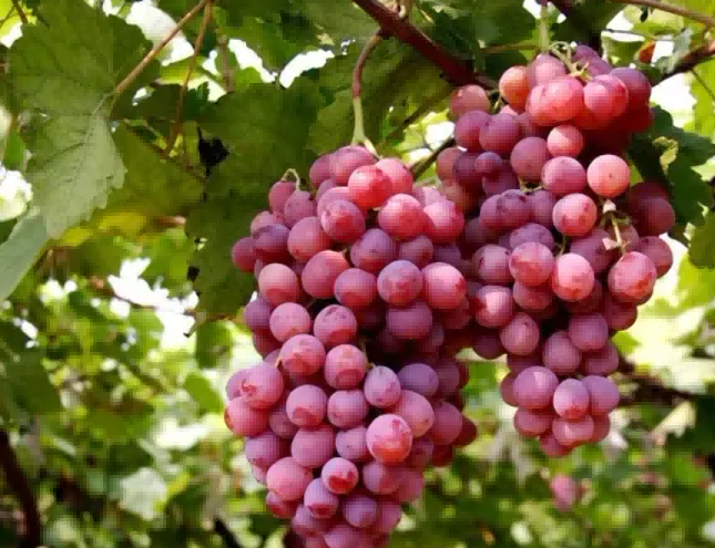 Grape - Growth Promoting